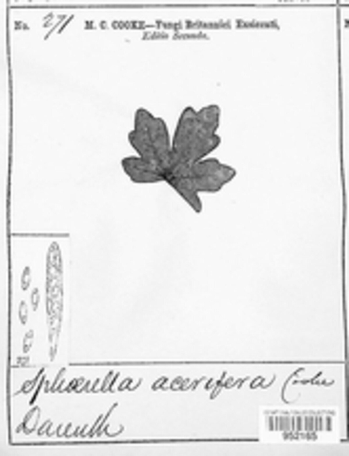 Apioplagiostoma aceriferum image